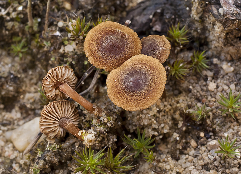 Inocybe jacobi